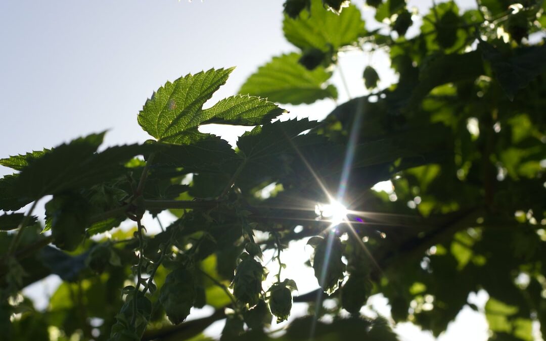 Exploring the Evolving Landscape of Banking: Embracing Sustainability, Gamification, and Online-Only Banking for a Progressive Future.