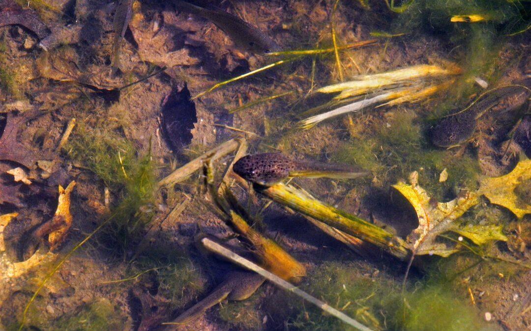 TOADS: The Revolutionary Memecoin That’s Making Waves in the Crypto Sphere