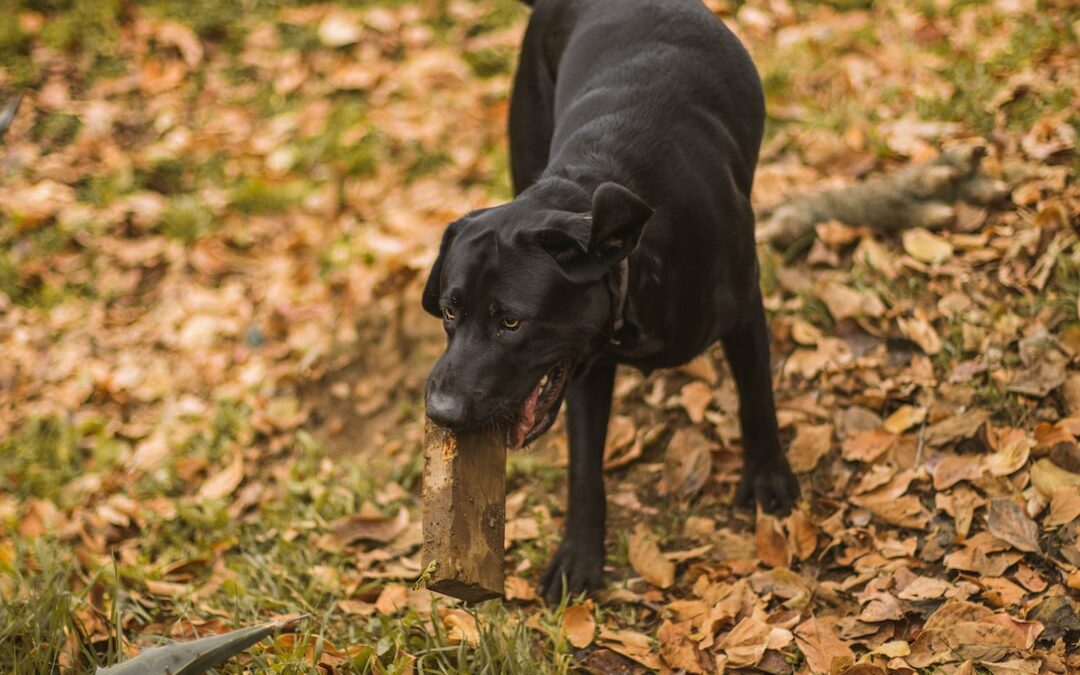 Collaboration between HMRC and Chainalysis to Combat Cryptocurrency Fraud and Money Laundering