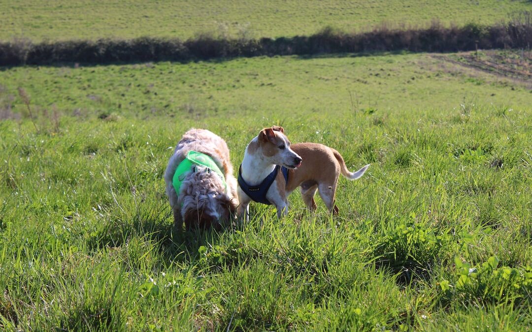 European Digital Commissioner Travels to California to Enforce Tech Regulations