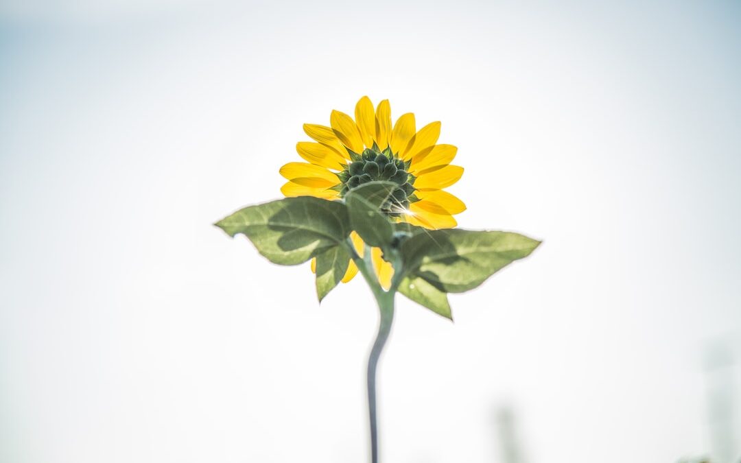 Cisco’s Game-Changing Strategy: Transforming Security with the Oort Acquisition