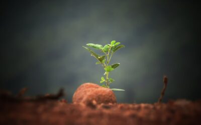 Unveiling the Promising Future of Utility Tokens: A Deep Dive into DigiToads, QNT, and Zilliqa