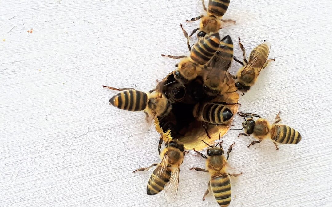 Revolutionizing Pollination for a Hungry World: Unleashing Robo-Bees and Bee-less Honey
