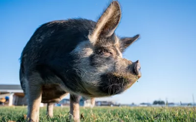 Revolutionary AI Tool Promises a Leap in Swine Health and Farm Productivity