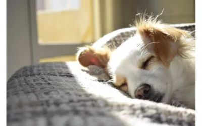 AI and SleepCogni: University of Sheffield’s Bold Move for Better Sleep