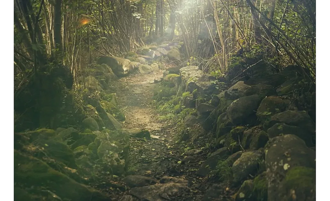 ForestSAT 2024: Pioneering Forestry Tech in Australasia